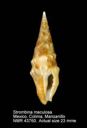 Strombina maculosa.jpg - Strombina maculosa(G.B.Sowerby,1832)